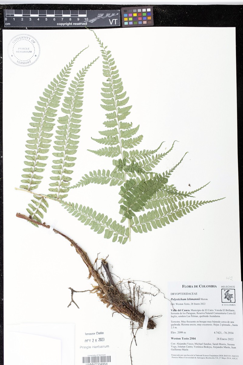 Polystichum lehmannii photo 7