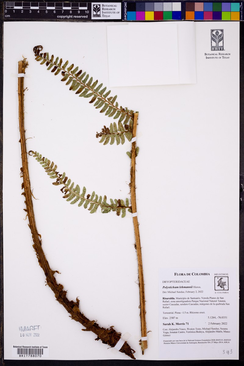 Polystichum lehmannii photo 8
