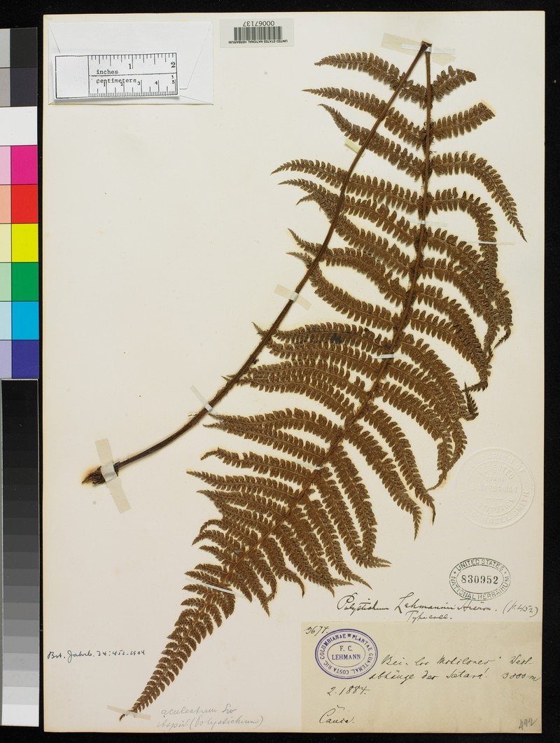 Polystichum lehmannii