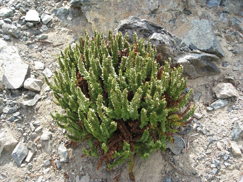 Lemmon's Hollyfern
