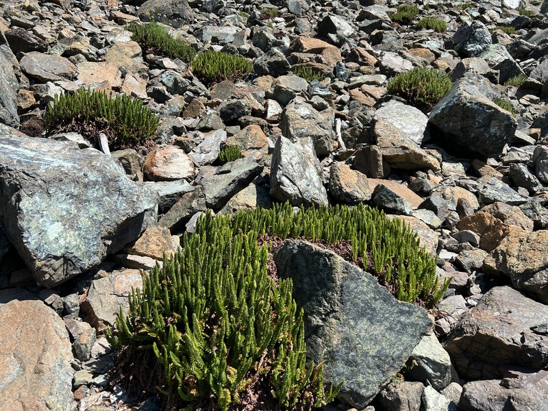 Lemmon's Hollyfern photo 5