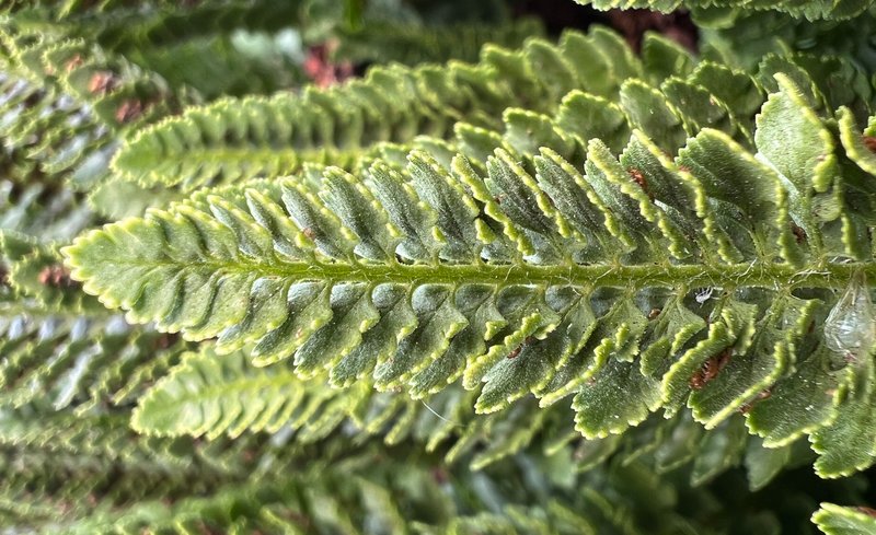 Lemmon's Hollyfern photo 6