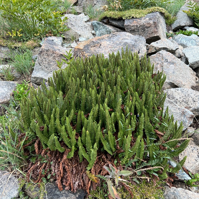 Lemmon's Hollyfern photo 3