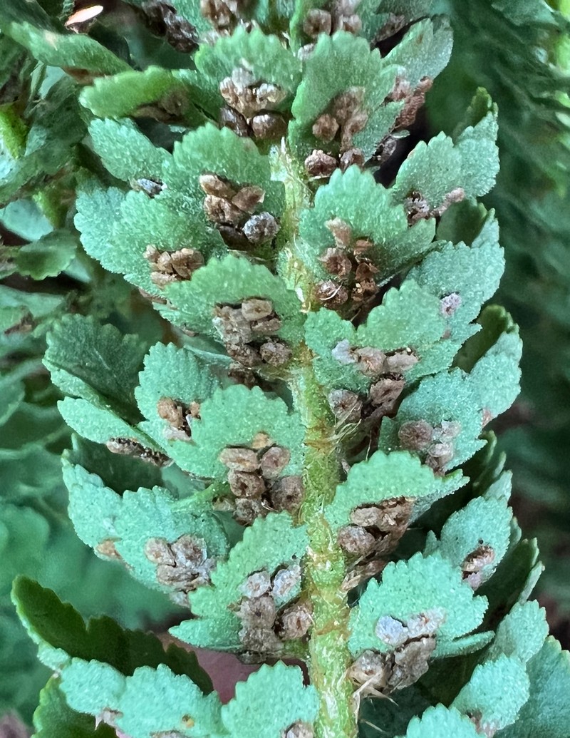Lemmon's Hollyfern photo 4
