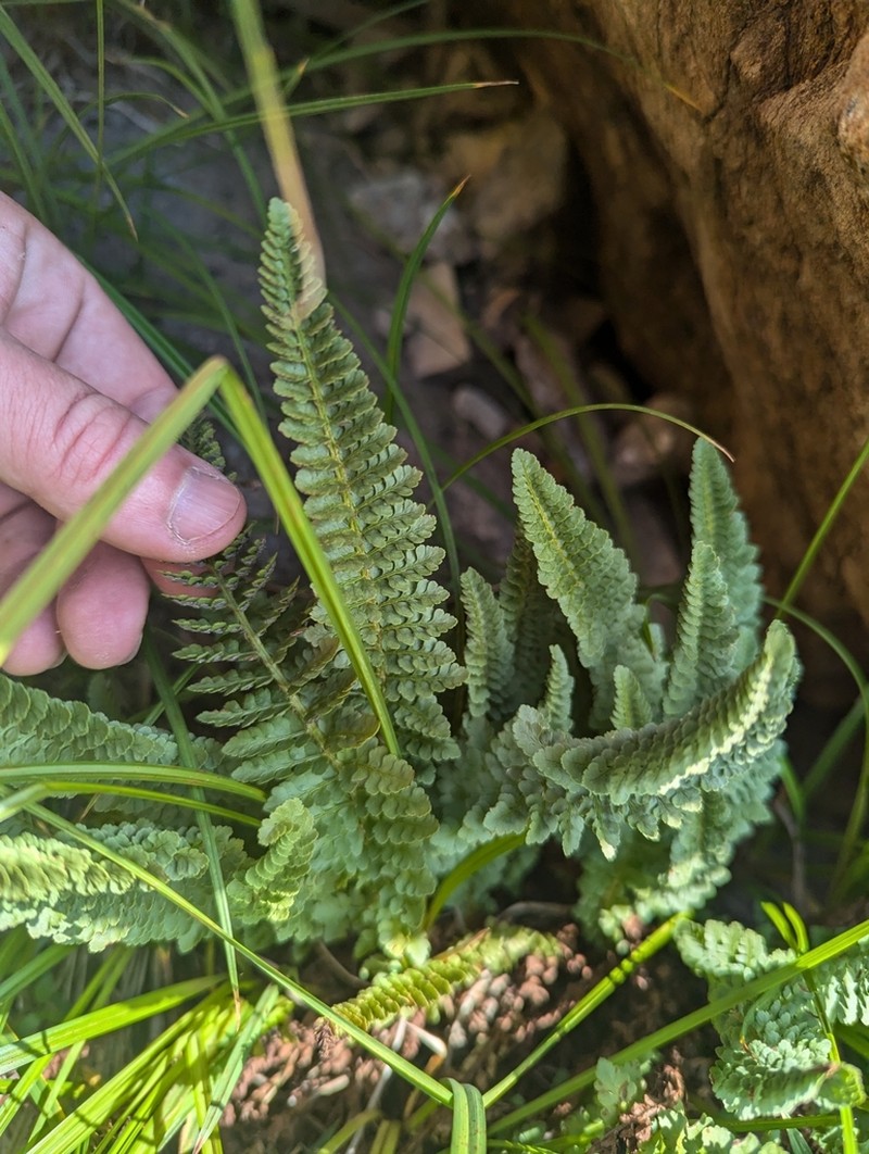 Lemmon's Hollyfern photo 7