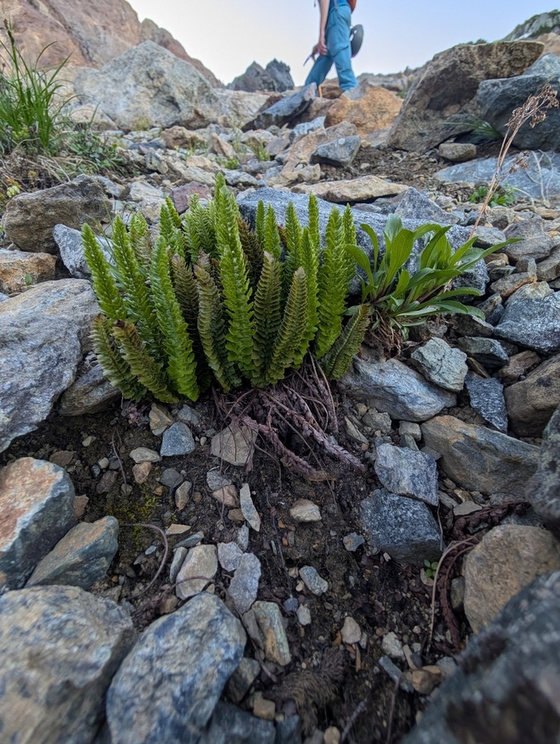 Lemmon's Hollyfern photo 8