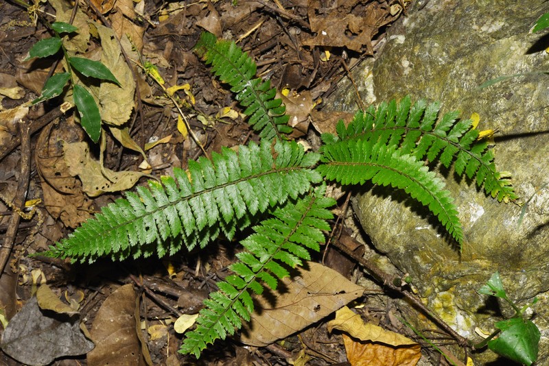 Polystichum lentum