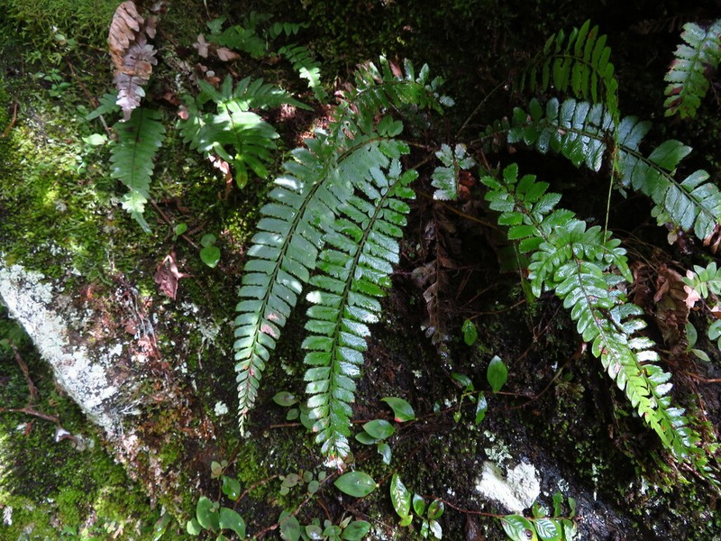 Polystichum lentum photo 2