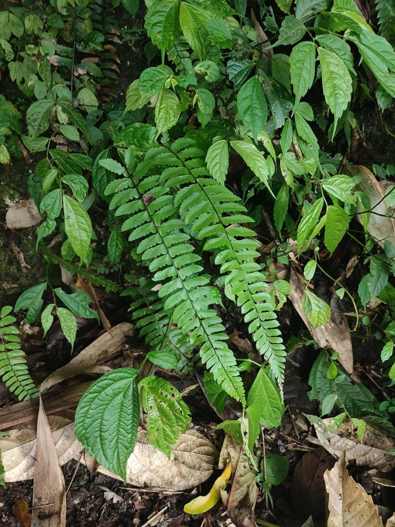 Polystichum lentum photo 3