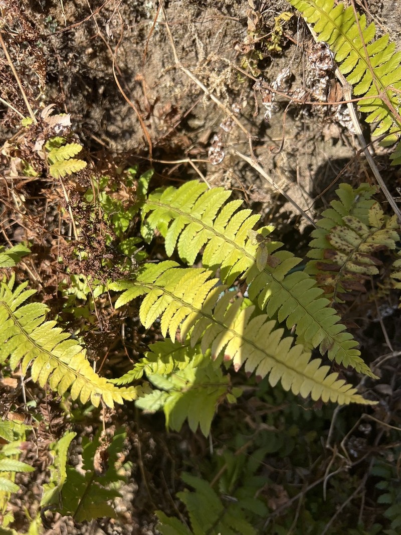 Polystichum lentum photo 4