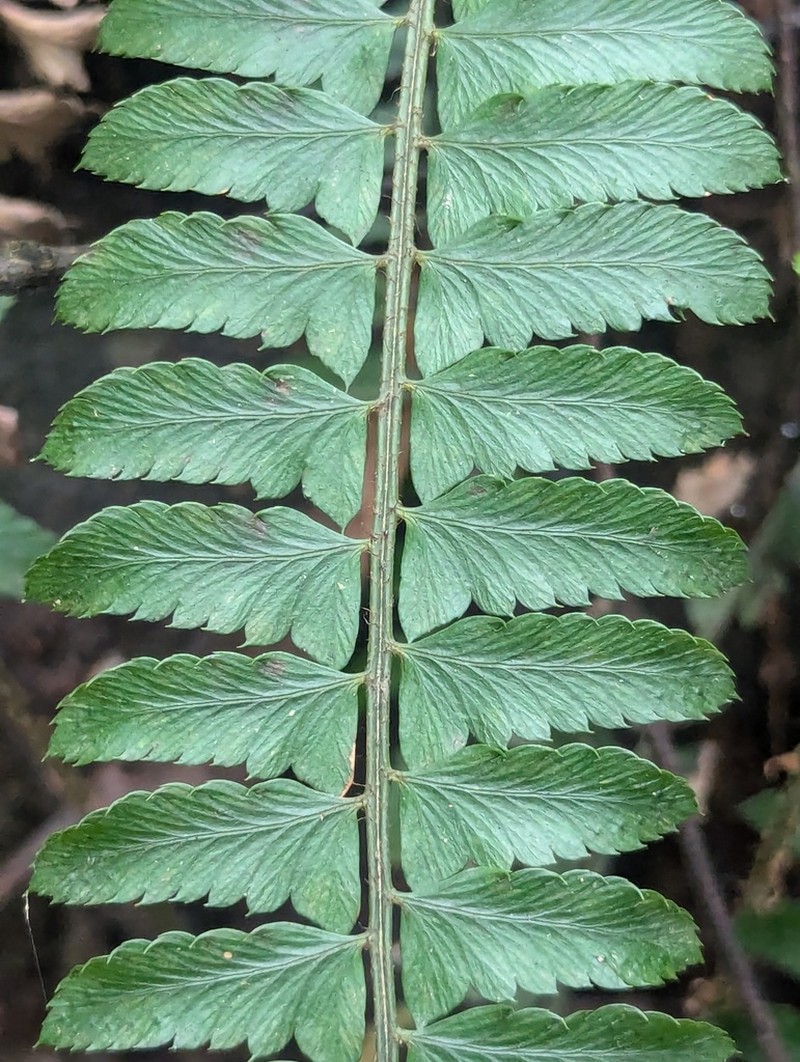 Polystichum lentum photo 5