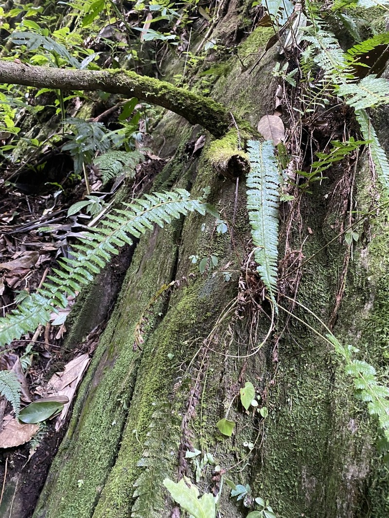 Polystichum lentum photo 6
