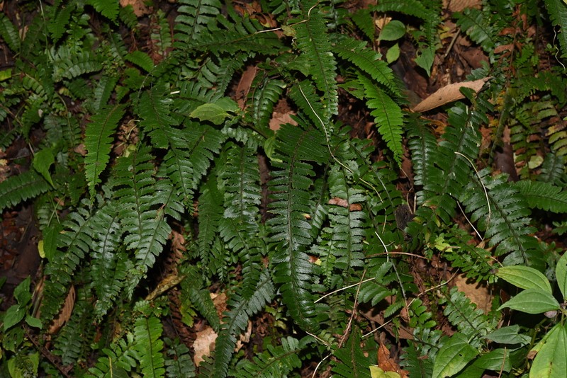 Polystichum lentum photo 7