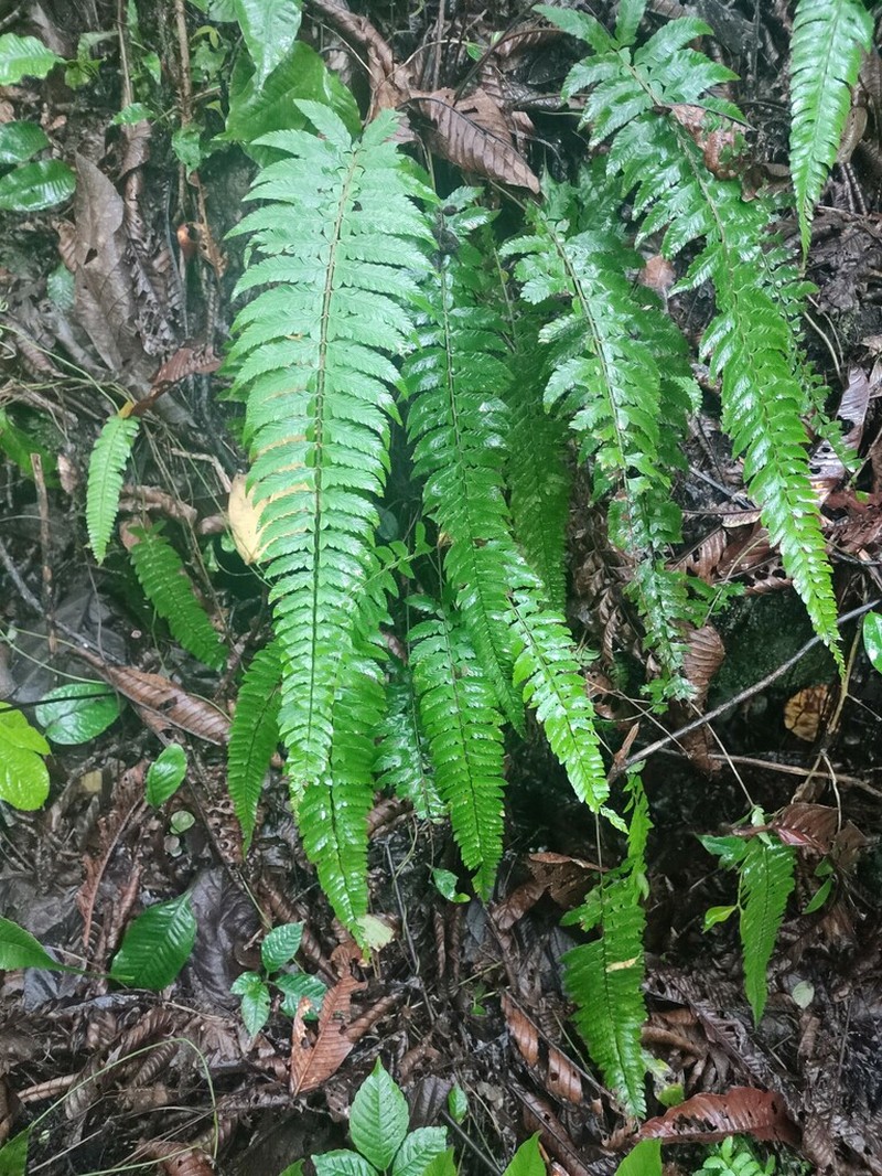 Polystichum lentum photo 8