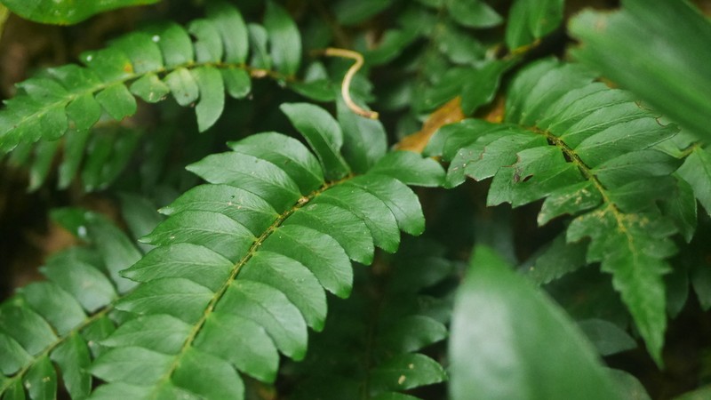 Polystichum lepidocaulon