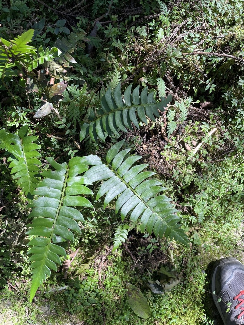 Polystichum lepidocaulon photo 2