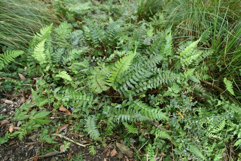 Polystichum lepidocaulon photo 3