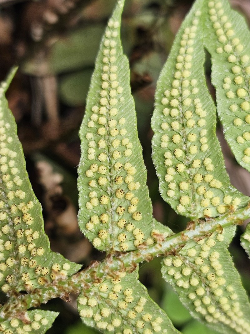 Polystichum lepidocaulon photo 4
