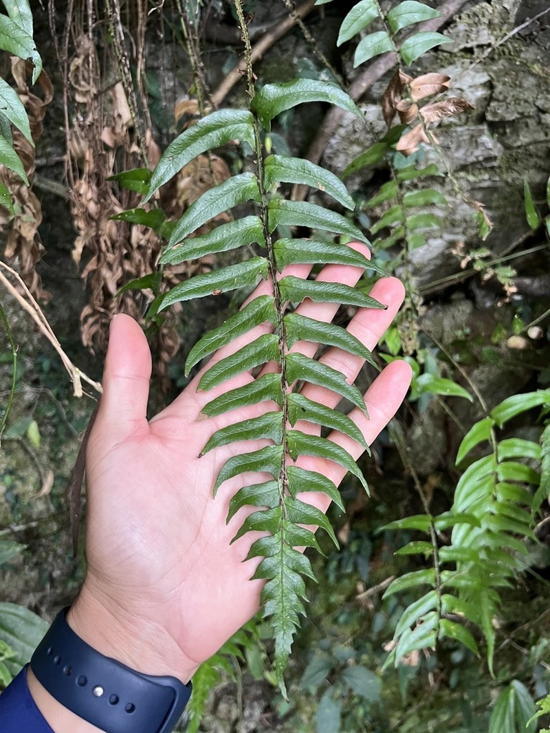 Polystichum lepidocaulon photo 5
