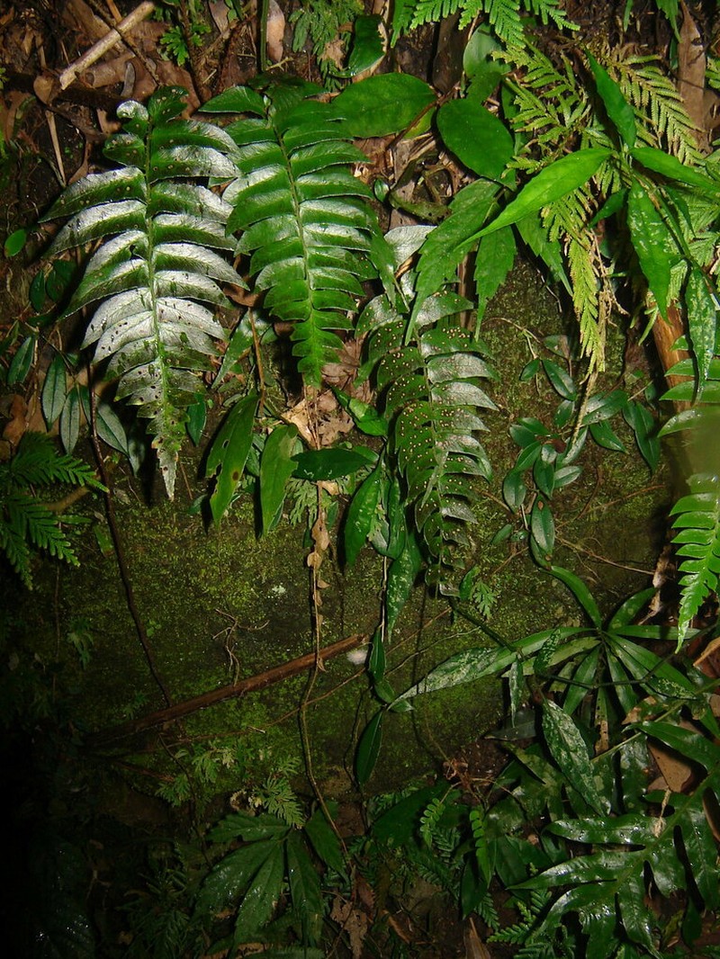Polystichum lepidocaulon photo 6