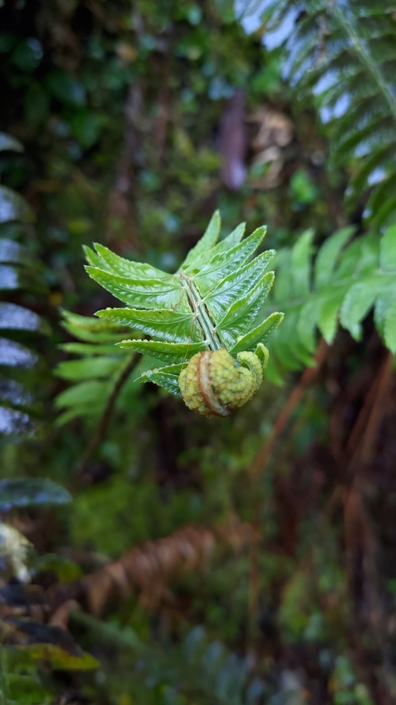Polystichum lepidocaulon photo 7