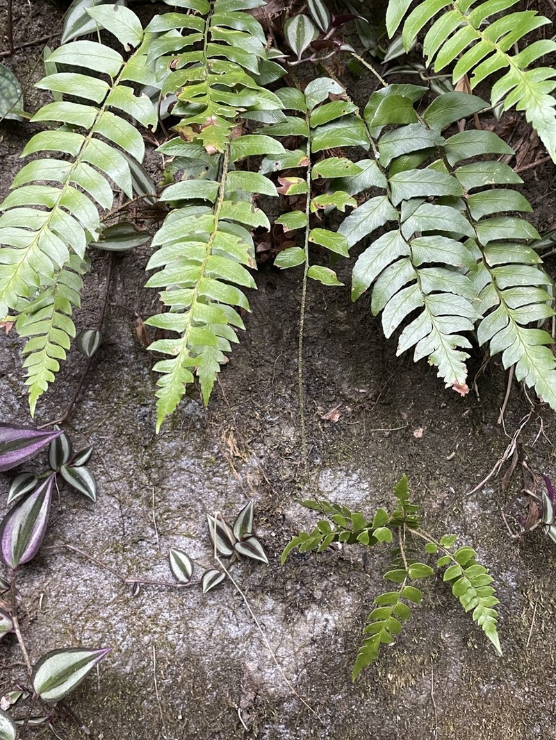Polystichum lepidocaulon photo 8