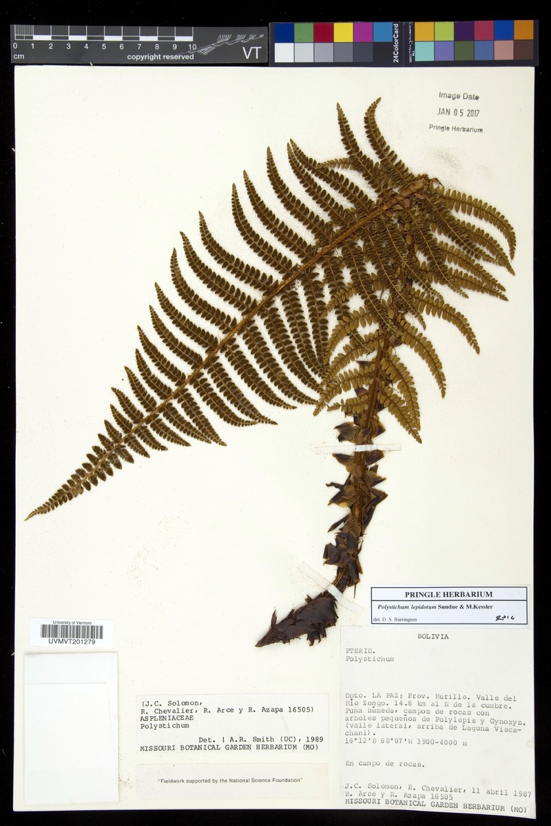 Polystichum lepidotum