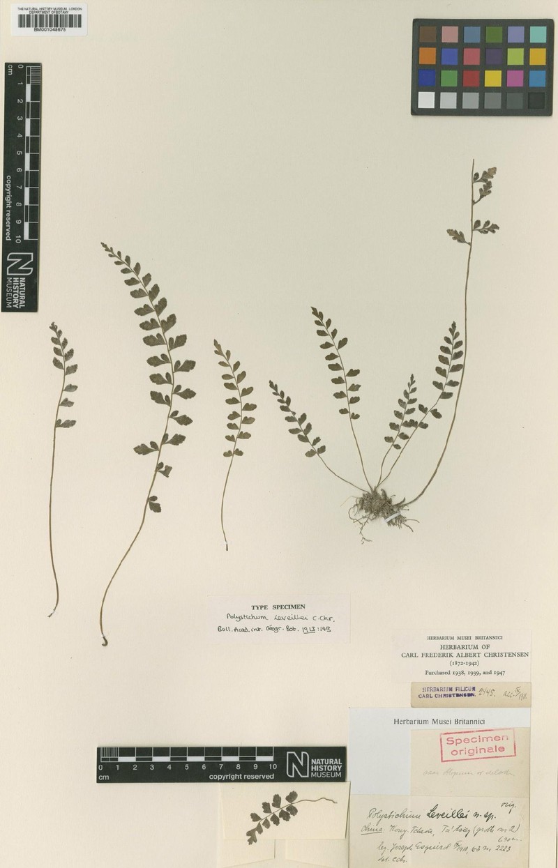 Polystichum leveillei