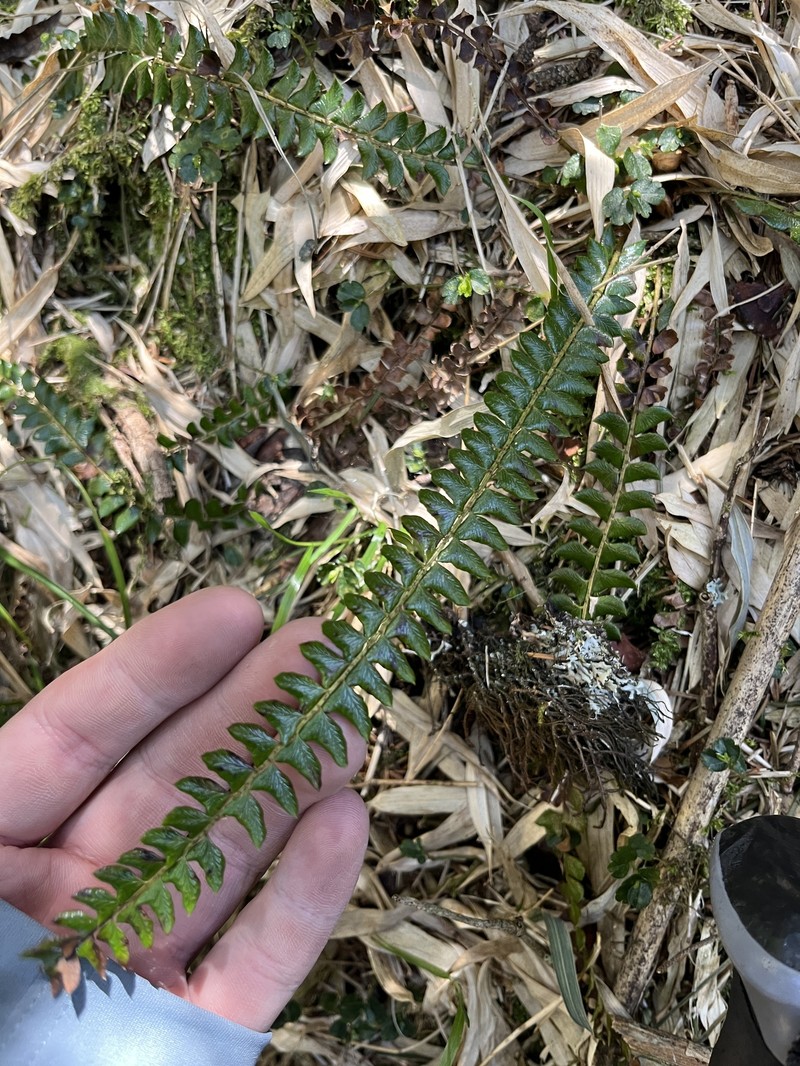 Polystichum levingei