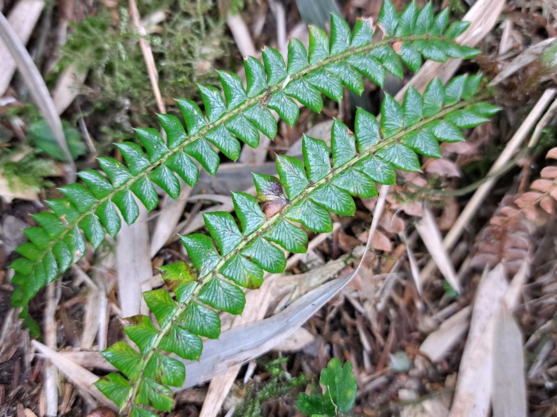 Polystichum levingei photo 2