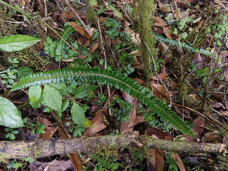 Polystichum levingei photo 3
