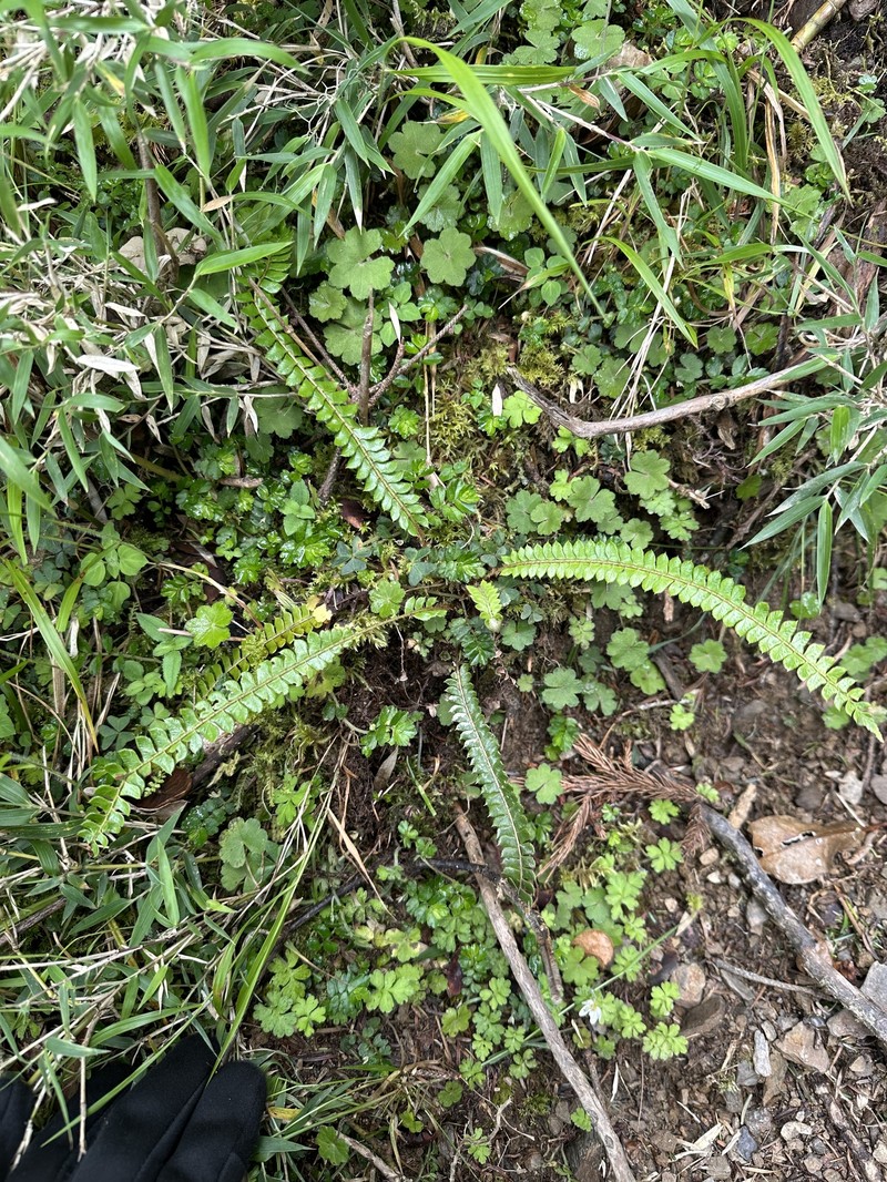 Polystichum levingei photo 4