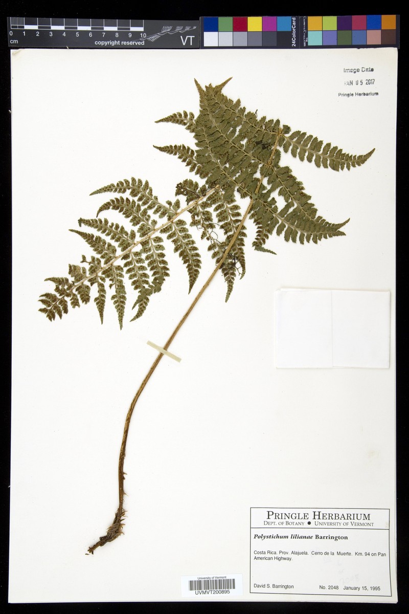 Polystichum lilianae