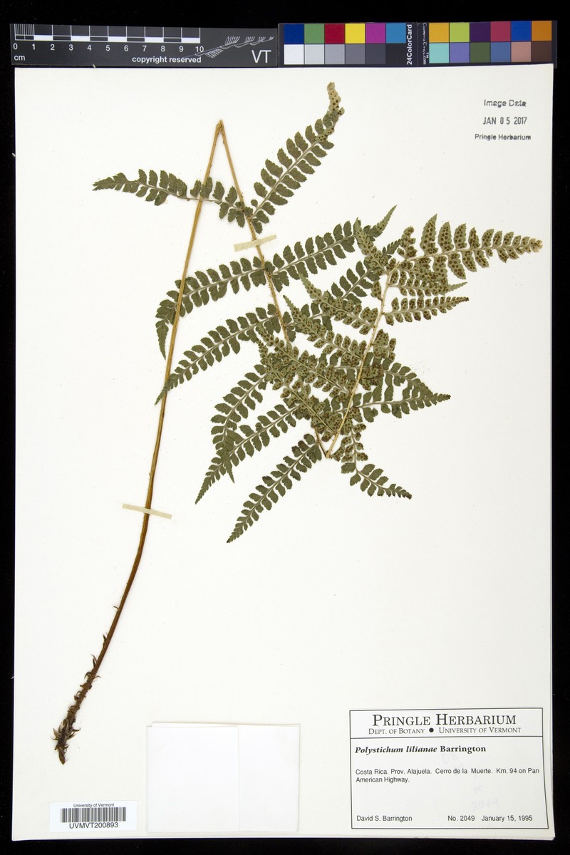 Polystichum lilianae photo 2