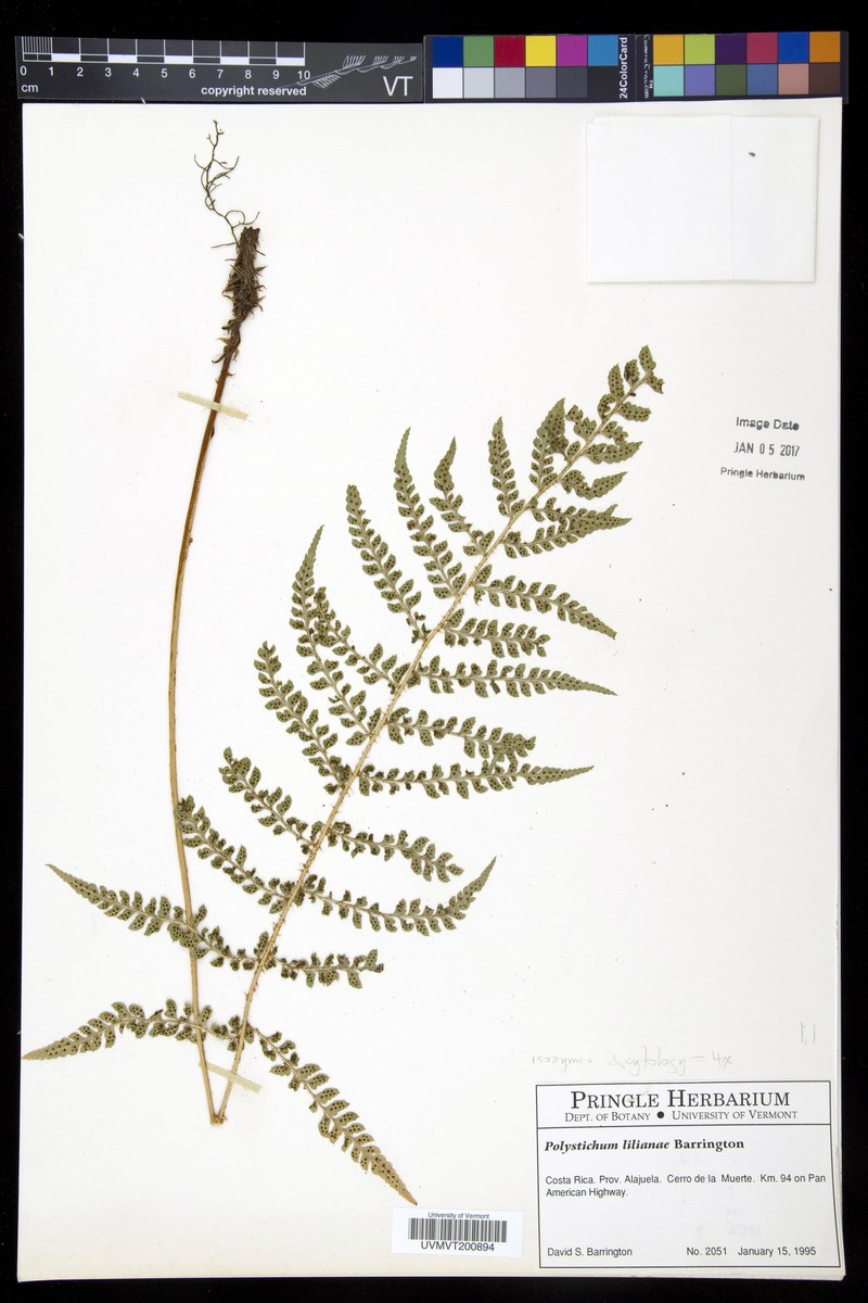 Polystichum lilianae photo 3