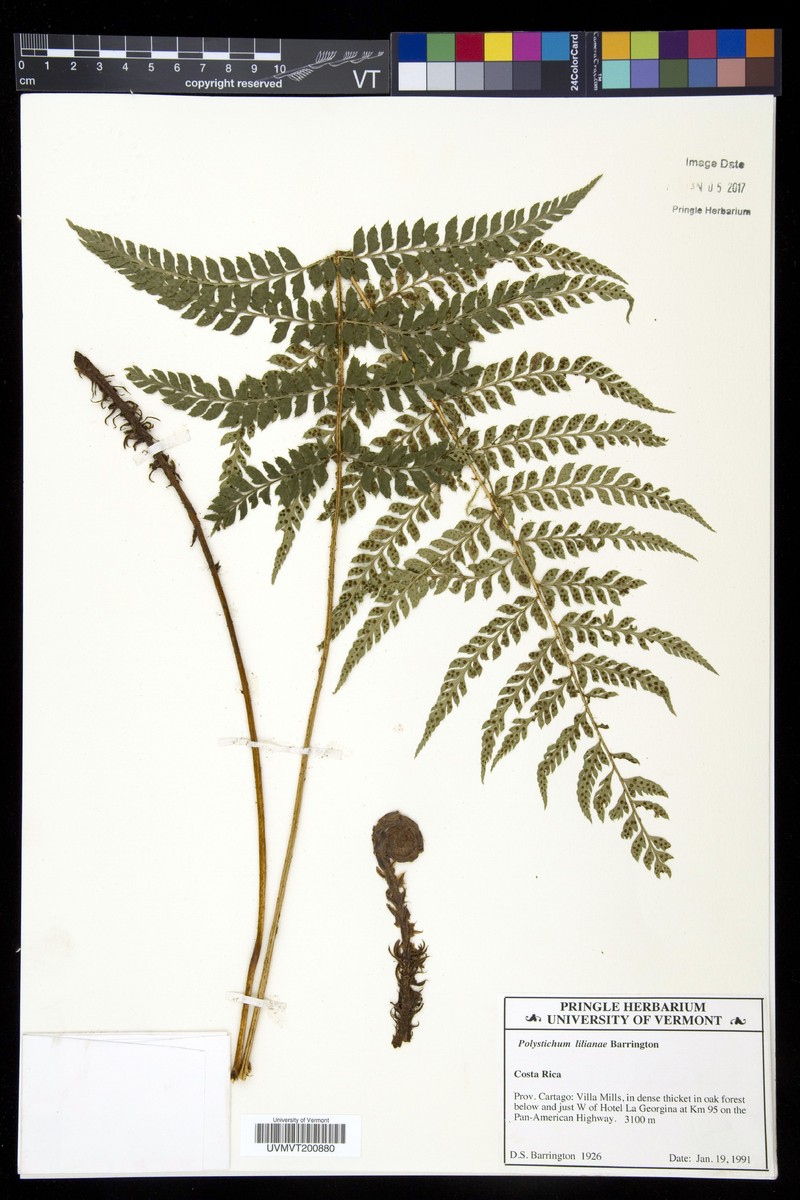 Polystichum lilianae photo 4