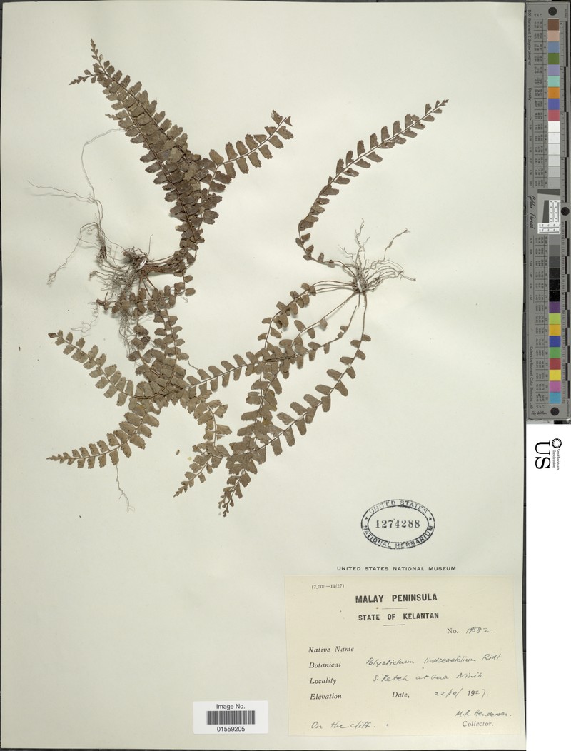 Polystichum lindsaeifolium