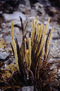 Polystichum lineare