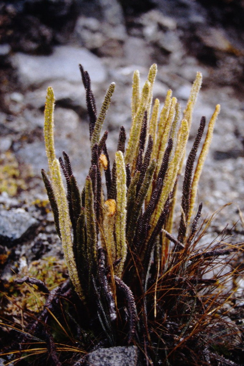 Polystichum lineare