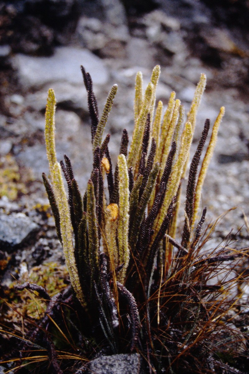 Polystichum lineare photo 3