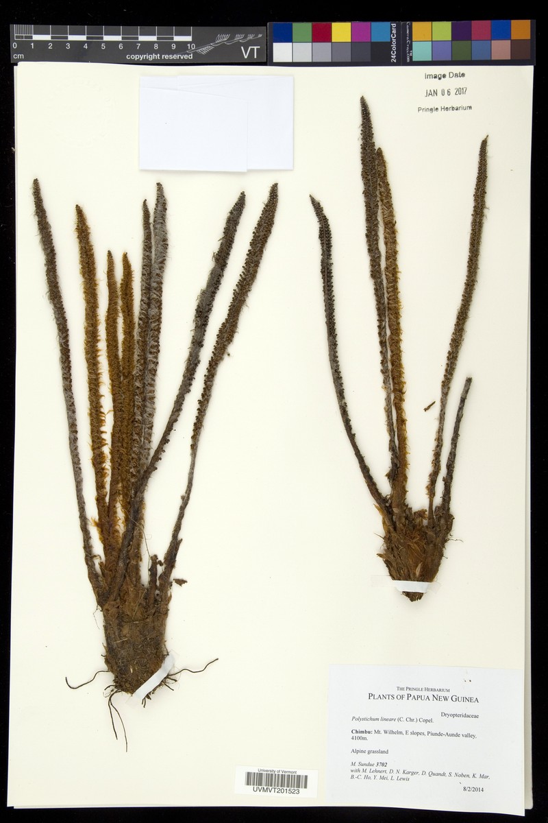 Polystichum lineare photo 4