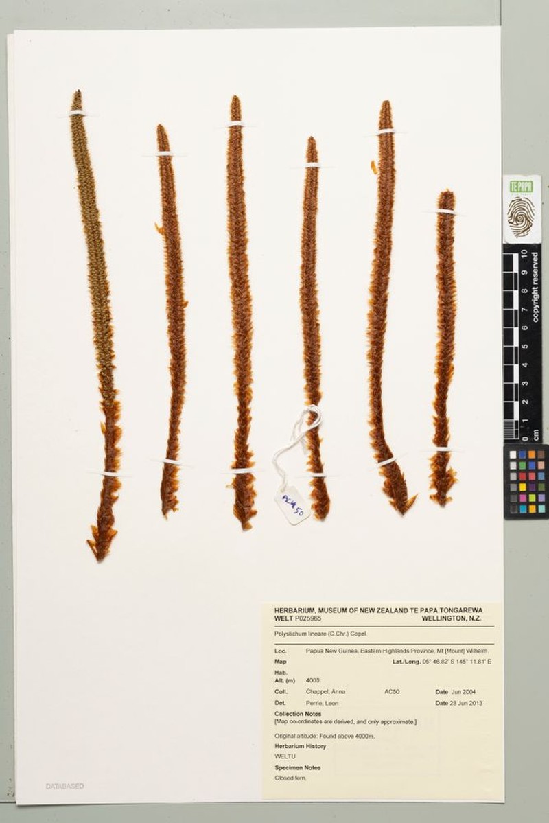 Polystichum lineare photo 5
