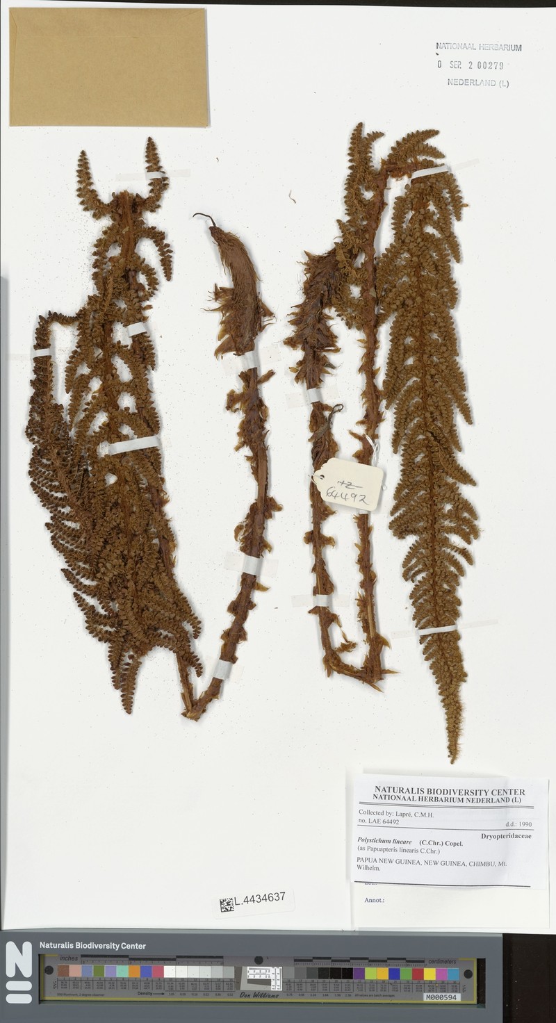 Polystichum lineare photo 6