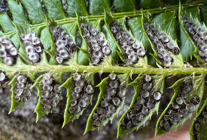 Northern Hollyfern photo 4