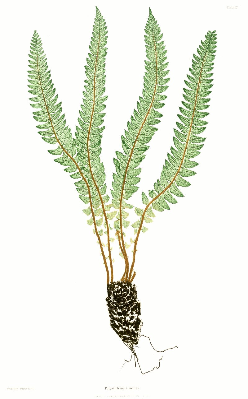 Northern Hollyfern photo 5