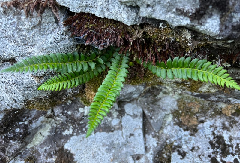 Northern Hollyfern photo 3