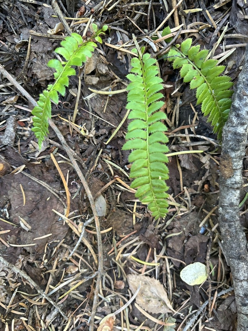 Northern Hollyfern photo 6