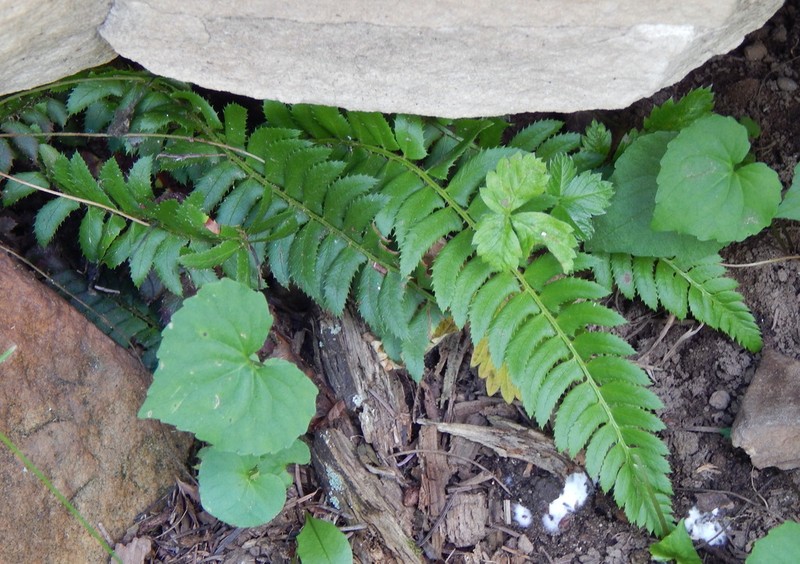 Northern Hollyfern photo 7