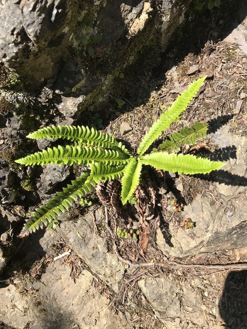 Northern Hollyfern photo 8