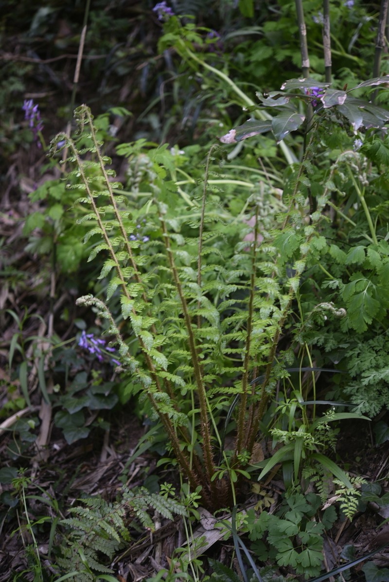 Polystichum longifrons